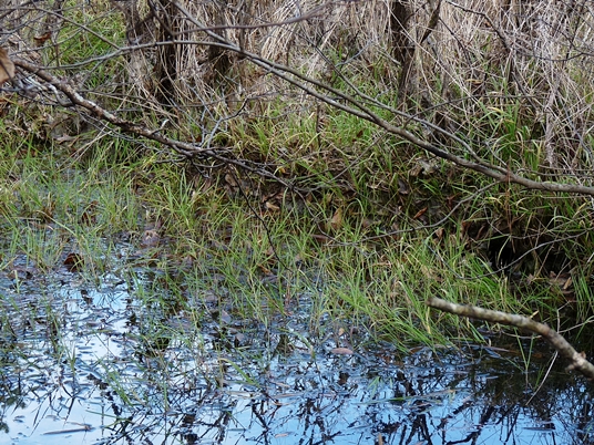 {Torreyochloa pallida}